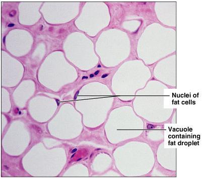 Adipose tissue is a loose connective tissue containes: Addipocytes