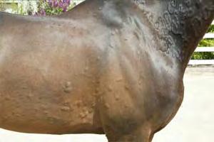 Equine Understanding Allergic Skin Di