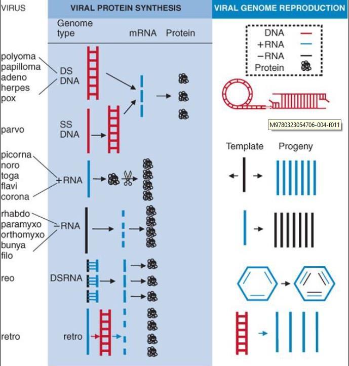 Viral Replication Mechanisms: (Protein Synthesis) 1. Monocistronic Method: All human cells practice the monocistronic method of replication, which means that each gene codes for only one protein.