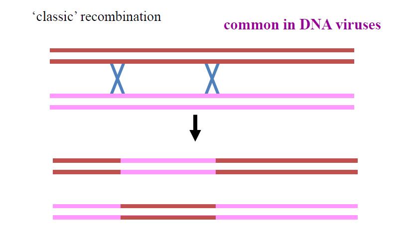 b. Copy Choice Recombination: Found in RNA viruses, in this form of recombination the RNA-dependent RNA Polymerase and Reverse Transcriptase enzymes have the ability to jump from one template to