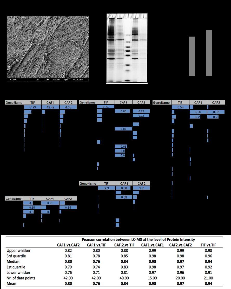 Supplementary Figure 2 Characterization of de-cellularised ECM. (a) Scanning electron micrograph of TIF-derived matrix.