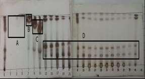Figure 1. The chromatogram of C gingantea fractions Qualitative phytochemical screening Phytochemical compounds were screened in the n-hexane leaves extract of C.