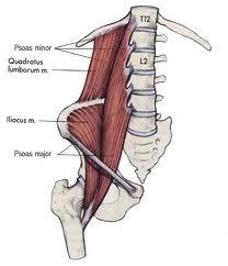 This Psoas actually crosses two joints: the hip and the lower part of the spinal column called the lumbar