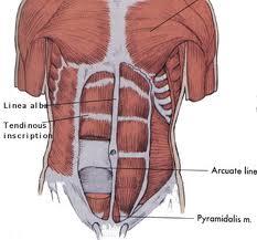 The lower portion of the Rectus Abdominis attaches to the top of the pelvis (pubic symphysis) and the upper part connects to the lower part of the breast bone (xyphoid process) and associated ribs.