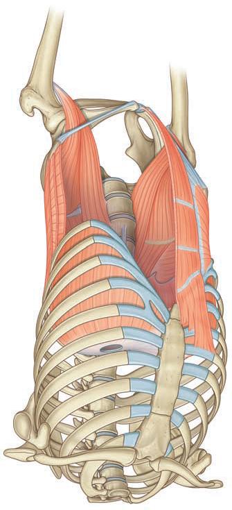 Since the back of the pelvis is directly attached to the lower part of the vertebrae, when the pelvis is pulled backward (posteriorly) this cause the lumbar portion of the vertebra to flatten,