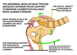 Specifically, when you attempt to lift a package form a stooped position, or raise your leg climbing up stairs (hip flexion), there is a natural tendency for the Psoas muscle to cause lumbar