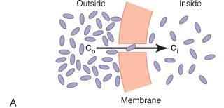 Fick's law of Diffusion Several factors affect the rate of net diffusion across the membrane The magnitude of the concentration gradient ( C) The permeability of the membrane to substance