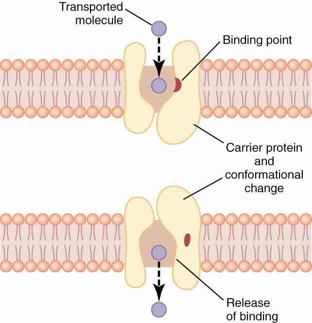 Carrier mediated diffusion A carrier facilitates diffusion of substance to the other side downhill.