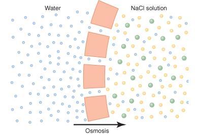 Osmosis The process of net movement of water caused by a concentration