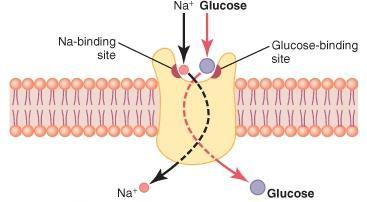 Types of active transport Co- transport Co transport of glucose and amino acid along