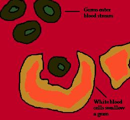 Ex: White Blood Cells, which are part of the immune