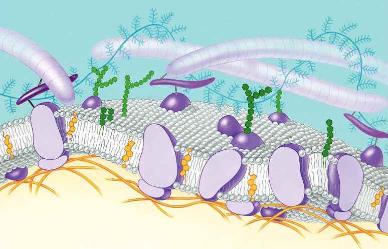 Func?on of the Cell Membrane: Cell membrane separates the components of a cell from its environment surrounds the cell Gatekeeper of the cell