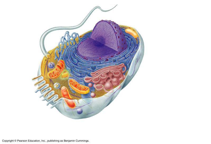 Cell Membranes & Movement Across Them 2006-2007 Cell (plasma) membrane Cells need an inside & an outside separate cell from its environment cell membrane is the