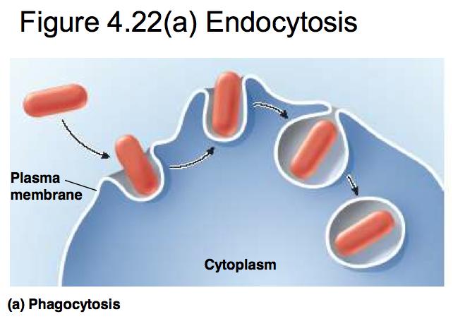 Forms of Endocytosis * Phagocytosis is
