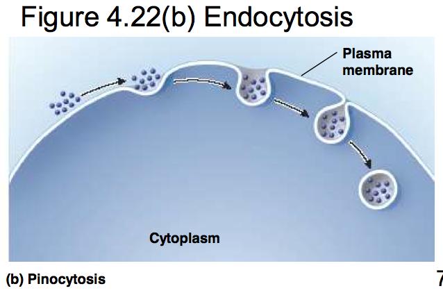 matter * Pinocytosis is endocytosis of