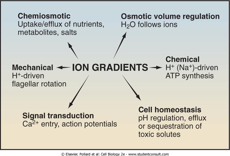 processes driven by ion