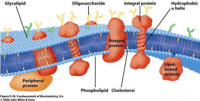 General bio-membrane structure