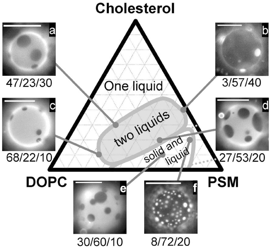 Phase Immiscibility in Model Membranes H H H H N+ - H H N+ P - H H H P H NH Vetach (2005) PRL 94, 148101 Dynamics of liquid-liquid immiscibility in a giant unilamellar vesicle composed of DPC, DPPC