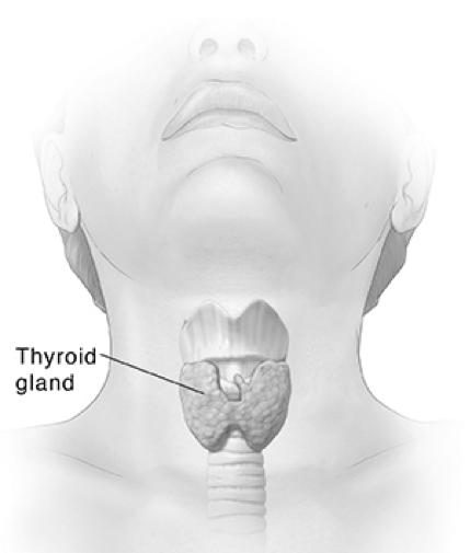 What is Thyroid Cancer? The thyroid is a gland at the base of the throat near the trachea (windpipe). It is shaped like a butterfly, with a right lobe and a left lobe.