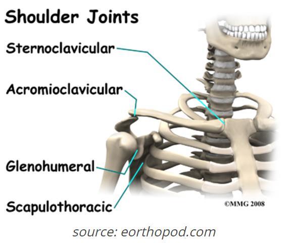 Anatomy Four Joints of the Shoulder