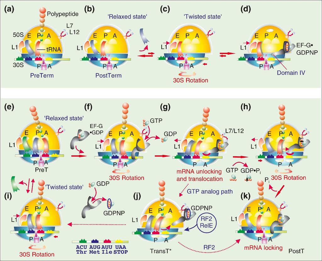 http://jbiol.com/content/4/2/9 Journal of Biology 2005, Volume 4, rticle 9 Zavialov et al. 9.13 Figure 8 Interaction between the ribosome and EF-G; a proposal for the whole mechanism of translocation.