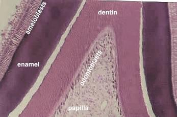 The dentin is laid down by odontoblasts.