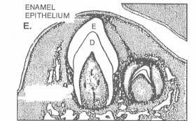 Root formation Starts when dentin and enamel depositions reach the junction of inner and outer enamel epithelia These epithelia form Hertwig s epithelial root sheath located