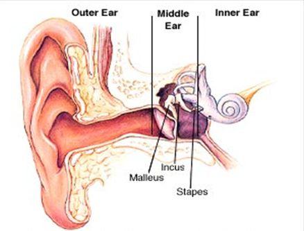 Middle Ear Continued: >Incus receives mechanical vibrations from malleus and sends to stapes > Stapes Bone: - Sends sound waves through oval window - (separates air filled middle ear from fluid