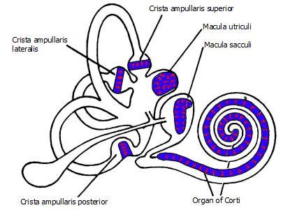 Inner Ear: >Cochlea: - Spiral shaped, fluid filled tube divided lengthwise by corti - (main organ of mechanical to neural transduction) >Basilar membrane: located in corti - Contains over 10,000 hair