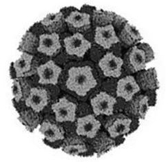 , 2003 21 Gissmann 1 st generation prophylactic vaccines: HPV L1 VLPs N