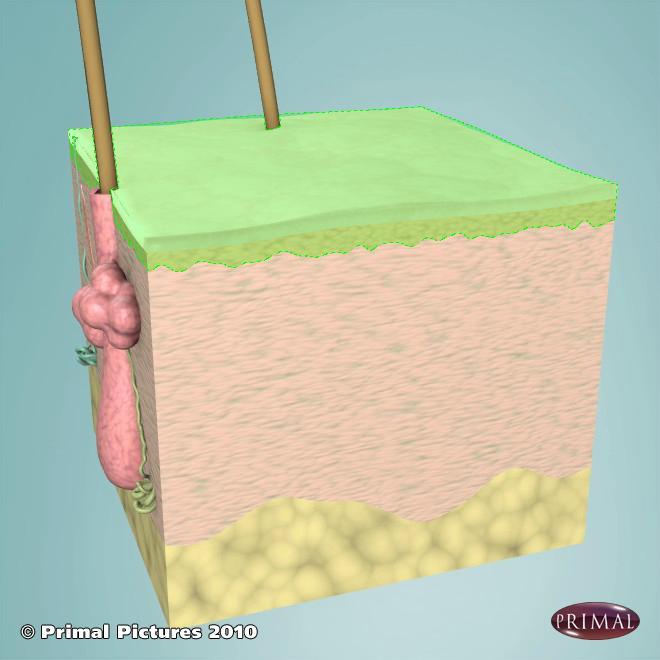 Epidermis Is the outermost layer of the skin It is composed of four or five layers, depending on the type of skin.