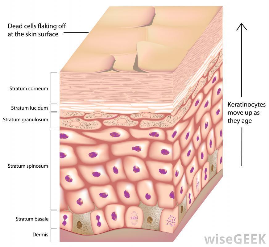 By the end of keratinization, the cells contain only