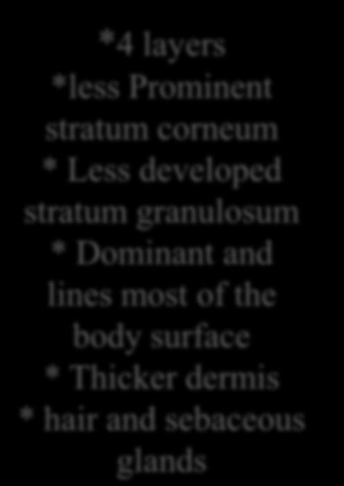 layers * Prominent stratum corneum *