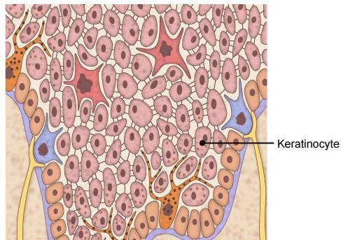 (1)-keratinocytes: Approximately 90% of epidermal cells are keratinocytes.
