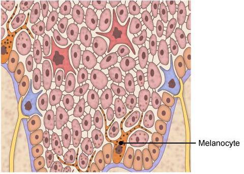 (2)-Melanocytes: Melanocytes are our natural SPF Are derived from the neural crest cells.