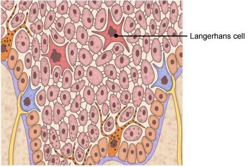 (3)- Langerhans cells: Originate from bone marrow (monocytes) Mainly in the stratum spinosum