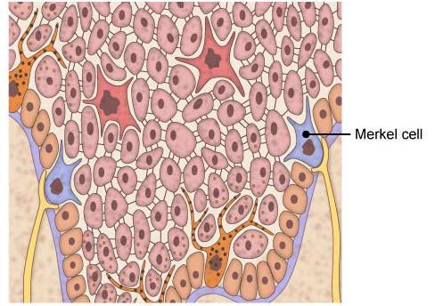 (4)- Merkel cells: Are found in the stratum basale Are most abundant in the fingertips Are closely associated with afferent