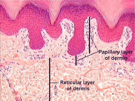 Dermis The dermis lies immediately beneath the epidermis and is much thicker.