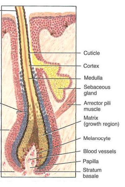 Hair follicle is a tube of stratified squamous epithelium, invaginated into the dermis INNER ROOT SHEATH Disintegrates at the level of the sebaceous gland OUTER ROOT SHEATH