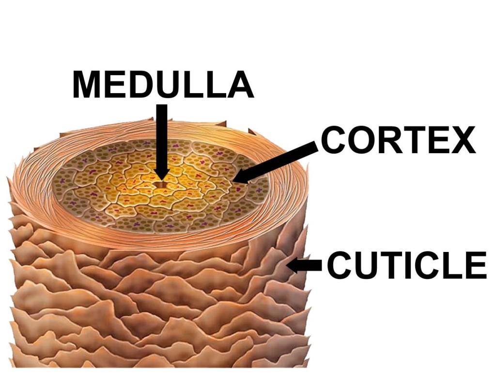 Structure of the hair shaft Medulla: large vacuolated and moderately keratinized cells Cortex: heavily