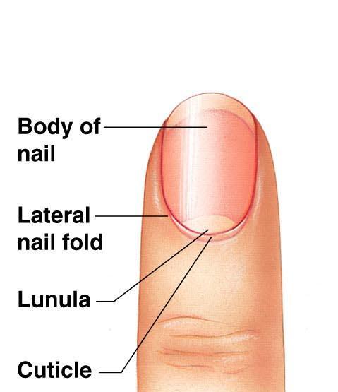 Nail Nails Hard plates of keratin on the dorsal surface of each distal phalanx Lack of pigment