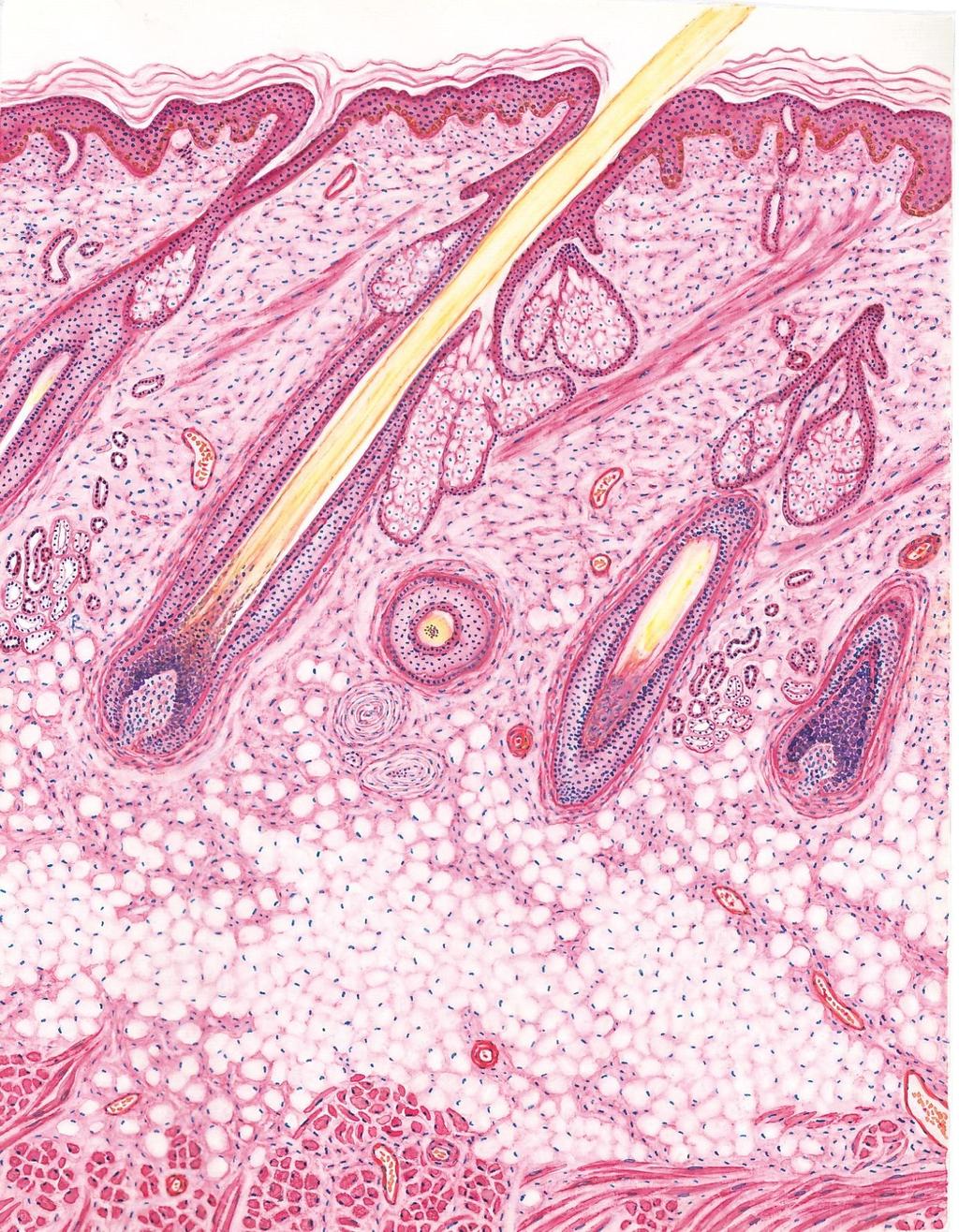 Sebaceous gland Hair follicle Arrector pili Pacinian