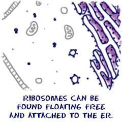 Ribosomes Build proteins which are used as enzymes or to support other
