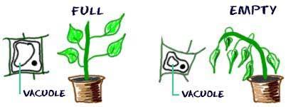 Vacuoles Can be found in both plant and animal cell Much larger in plant cell Storage bubbles found in