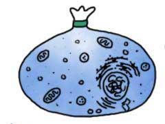 Cell Membrane A membrane is like a plastic bag with some tiny holes Keeps cell pieces and