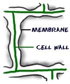 Cell Wall Cell walls are made of specialized sugars called cellulose.