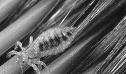 Head Lice Fact Sheet Head louse: FACTS Colour grey/brown to hide in hair White eggs stick to hair Hooked feet cling to hair Eggs hatch in 7 10 days Feeds 6 times a day on blood from head Empty shells