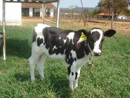 calves Heifers 2-4 mo