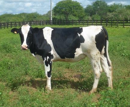 Holstein donors