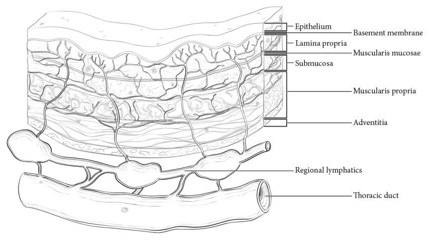 16.3. Esophagus and Esophagogastric Junction: Other Histologies 9 Anatomy FIGURE 16.1. Anatomy of esophageal cancer primary site, including typical endoscopic measurements of each region measured from the incisors.